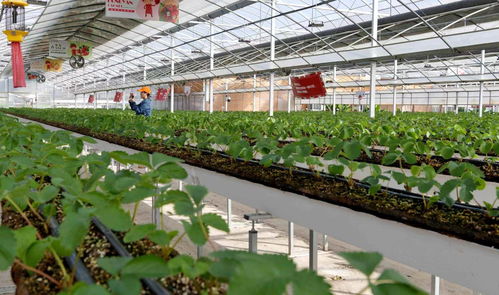 夯實數字賦能鄉村振興基礎 東海編織智慧鄉村幸福美景 助力初級農產品銷售