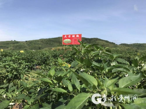 多彩貴州網 大方辣椒產銷兩旺，助力農戶增收致富