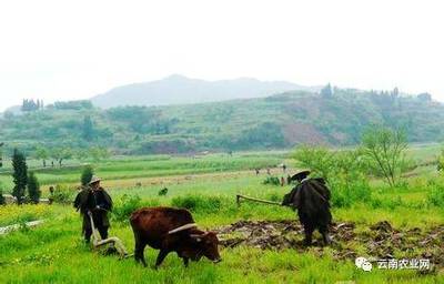 農產品銷路打不開的原因分析