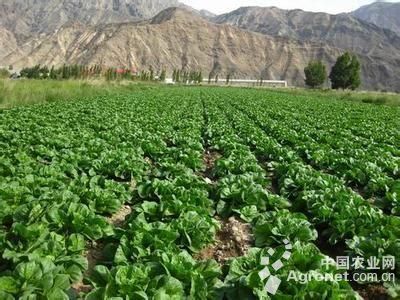 初級農產品銷售 構建誠信體系，遠離非法行為