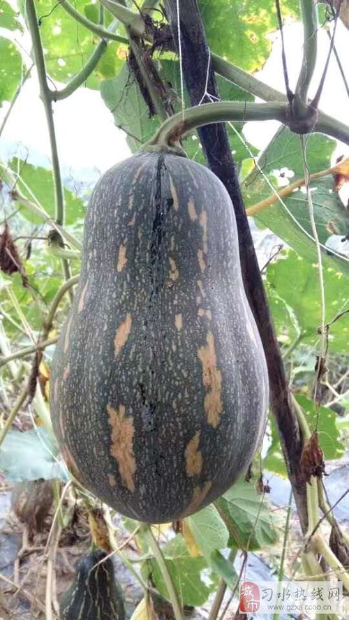 金泓農(nóng)業(yè) 打造綠色健康，初級(jí)農(nóng)產(chǎn)品的品質(zhì)之路