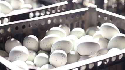 雙十一激戰(zhàn)正酣，襄州特色農(nóng)產(chǎn)品銷量“狂飆”顯活力