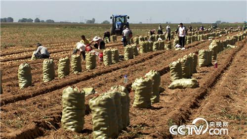 土里挖出金蛋蛋，一年賣出2000萬 農產品的財富密碼