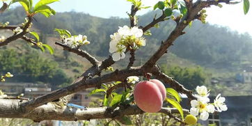 農產品盛宴，味蕾狂歡——全市優質農產品展銷會明日盛大開幕