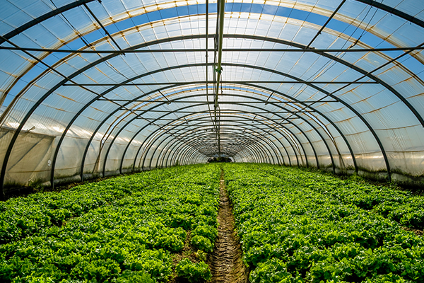 達(dá)州鄉(xiāng)村振興 初級(jí)農(nóng)產(chǎn)品銷售新篇章