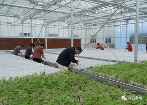 務(wù)川農(nóng)村“三變”改革顯成效 龍頭企業(yè)引領(lǐng)初級(jí)農(nóng)產(chǎn)品銷售新篇章