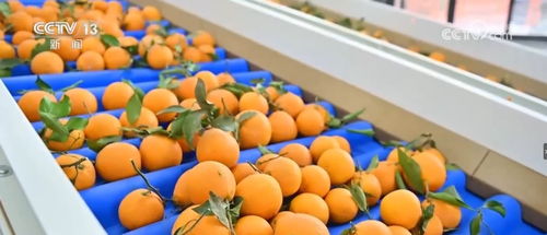 豐收的味道 各地水果采收季喜迎甜蜜收獲，初級農(nóng)產(chǎn)品銷售正當(dāng)時(shí)